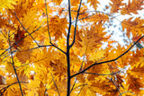 Autumn Flight