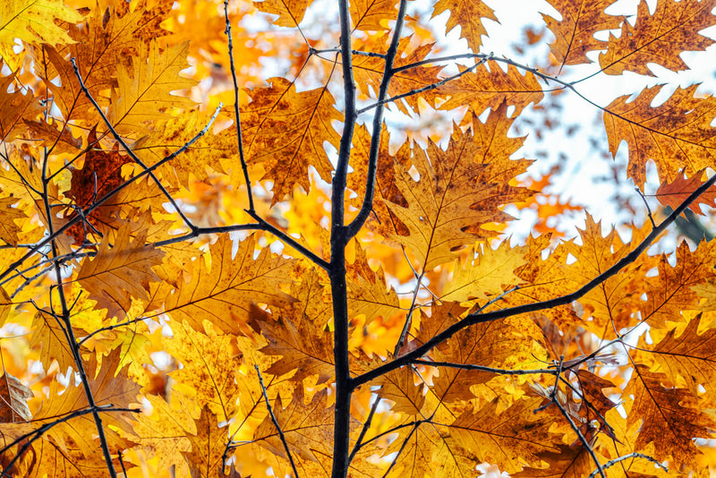 Autumn Flight